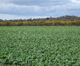 Rural / Farming commercial property for sale at Grout Road Cuballing WA 6311