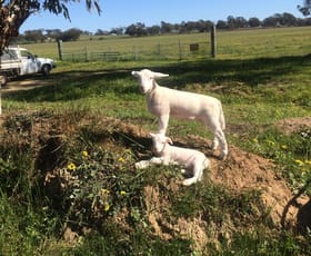 Rural / Farming commercial property for sale at 401 York-Williams Road Dale WA 6304