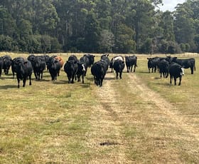Rural / Farming commercial property for sale at 17 Walkers Road Rocky Cape TAS 7321