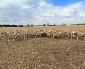 Rural / Farming commercial property sold at 'Altona' Four Corners Road & Back Walbundrie Rand Road Rand NSW 2642
