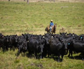 Rural / Farming commercial property for sale at 1006 Green Hills Road Guyra NSW 2365