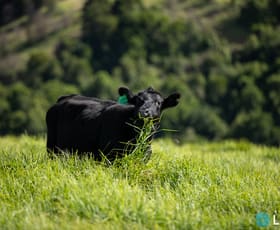 Rural / Farming commercial property for sale at 507 Shephards Road Dorrigo NSW 2453
