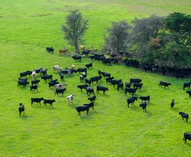 Rural / Farming commercial property for sale at 393 & 428 Sandy Flat Road Brodribb River VIC 3888