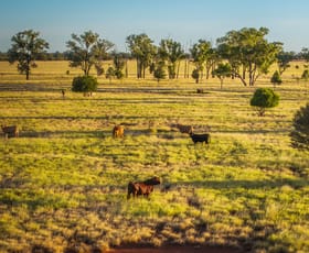 Rural / Farming commercial property for sale at 17020 Mitchell-St George Road St George QLD 4487