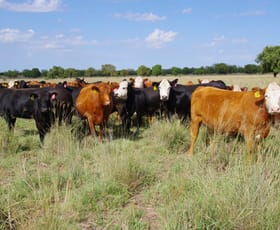 Rural / Farming commercial property for sale at 1676 Willala Road Boggabri NSW 2382