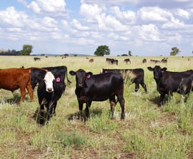 Rural / Farming commercial property for sale at 1676 Willala Road Boggabri NSW 2382
