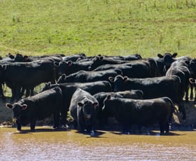 Rural / Farming commercial property for sale at 334 Mount Olive Road Mount Olive NSW 2787