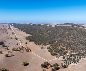 Rural / Farming commercial property for sale at 1705 Ngapala Road Ngapala SA 5374