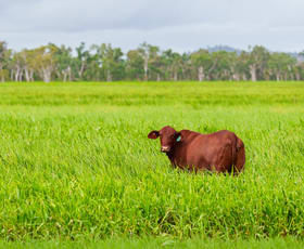 Rural / Farming commercial property for sale at 100 Serpentine Road Lake Mary QLD 4703
