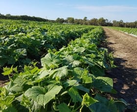 Rural / Farming commercial property for sale at 190 Riverview Road Calavos QLD 4670