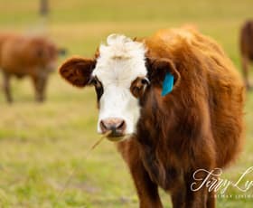 Rural / Farming commercial property for sale at 85-101 F Lindsay Road Rocksberg QLD 4510