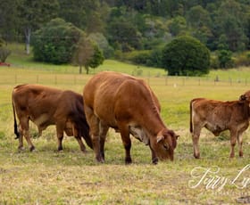 Rural / Farming commercial property for sale at 85-101 F Lindsay Road Rocksberg QLD 4510