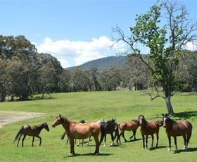 Rural / Farming commercial property for sale at 95 Bago Forest Road Tumbarumba NSW 2653