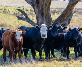 Rural / Farming commercial property for sale at 172 Golspie Road Taralga NSW 2580
