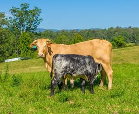 Rural / Farming commercial property for sale at 1052 Pipeclay Road Pipeclay NSW 2446