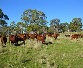 Rural / Farming commercial property for sale at Guyra NSW 2365
