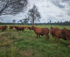 Rural / Farming commercial property for sale at 0 T Davis Road Bauple Forest QLD 4650
