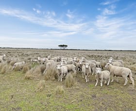 Rural / Farming commercial property for sale at 90 Williams Road Kingston Se SA 5275