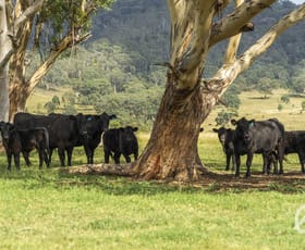Rural / Farming commercial property for sale at 660 Horseshoe Road Martindale NSW 2328