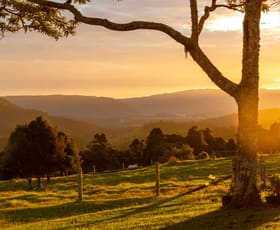 Rural / Farming commercial property for sale at 525 Maleny Kenilworth Road Witta QLD 4552