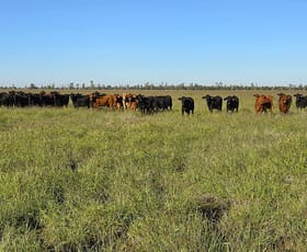 Rural / Farming commercial property for sale at 24265 Moonie Highway St George QLD 4487