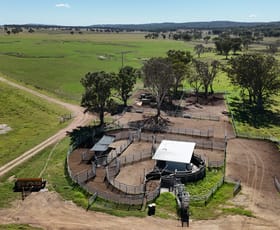 Rural / Farming commercial property for sale at 555 Palgrave Road Dalveen QLD 4374