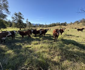 Rural / Farming commercial property for sale at 1010 Brays Creek Road Brays Creek NSW 2484