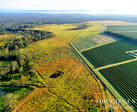 Rural / Farming commercial property for sale at 326 Springs Road Paddys Green QLD 4880