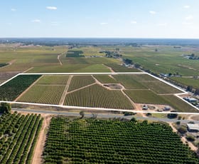 Rural / Farming commercial property for sale at 2 Balfour Ogilvy Avenue Loxton SA 5333