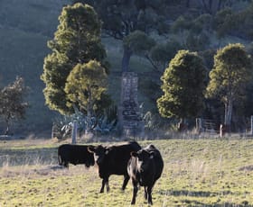 Rural / Farming commercial property for sale at 394 Range Hills Road Rock Forest NSW 2795