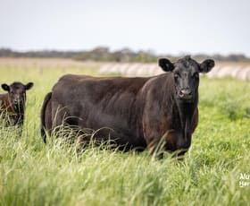 Rural / Farming commercial property for sale at 18462 Princes Highway Kingston Se SA 5275