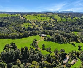 Rural / Farming commercial property for sale at 105 Mahoney Road Millaa Millaa QLD 4886