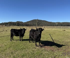 Rural / Farming commercial property for sale at 2040 Golden Highway Sandy Hollow NSW 2333
