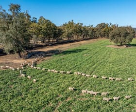 Rural / Farming commercial property for sale at 81 Dowra Lane Forbes NSW 2871