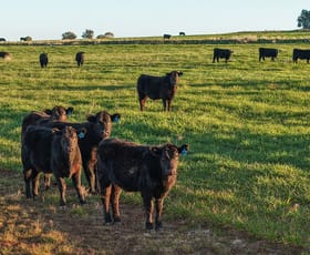 Rural / Farming commercial property for sale at 38 Tallawonga Road Elong Elong NSW 2831
