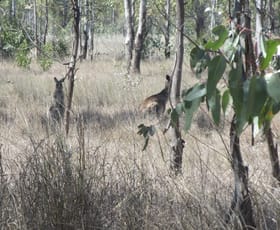 Rural / Farming commercial property for sale at Lot/115 Kofoeds Road Tara QLD 4421