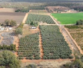 Rural / Farming commercial property for sale at 334 Katarapko Crescent Winkie SA 5343