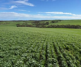 Rural / Farming commercial property for sale at 500 North Spriggs Road Cleve SA 5640