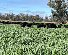 Rural / Farming commercial property for sale at 10690 The Escort Way Forbes NSW 2871