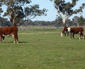 Rural / Farming commercial property for sale at 2147 Bangham Road Frances SA 5262