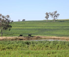 Rural / Farming commercial property for sale at 329 Pickfords Road Yetman NSW 2410