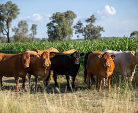 Rural / Farming commercial property for sale at 'Swinton' 661 Haywood Road Delungra NSW 2403