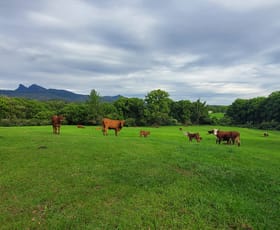 Rural / Farming commercial property for sale at 30 Larkins Road Tyalgum NSW 2484