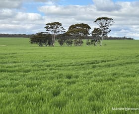 Rural / Farming commercial property for sale at 1255 Kukerin South Road Kukerin WA 6352