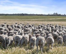 Rural / Farming commercial property for sale at 4910 Mallee Highway Peake SA 5301