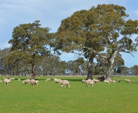 Rural / Farming commercial property for sale at Lot 894 Mount McIntyre Road Kalangadoo SA 5278
