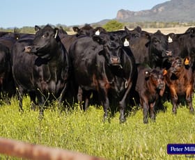 Rural / Farming commercial property for sale at 'Top Walga' 281 Top Walga Road Warrumbungle NSW 2828