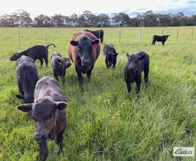 Rural / Farming commercial property for sale at Monument Road Romsey VIC 3434