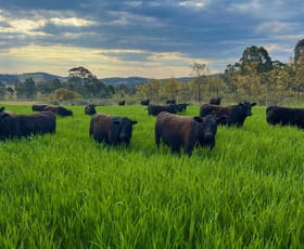 Rural / Farming commercial property for sale at 318 Belgravia Road Orange NSW 2800