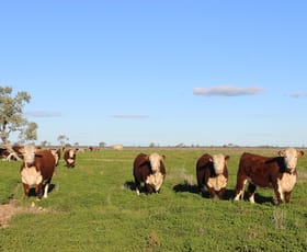 Rural / Farming commercial property for sale at Coonamble NSW 2829